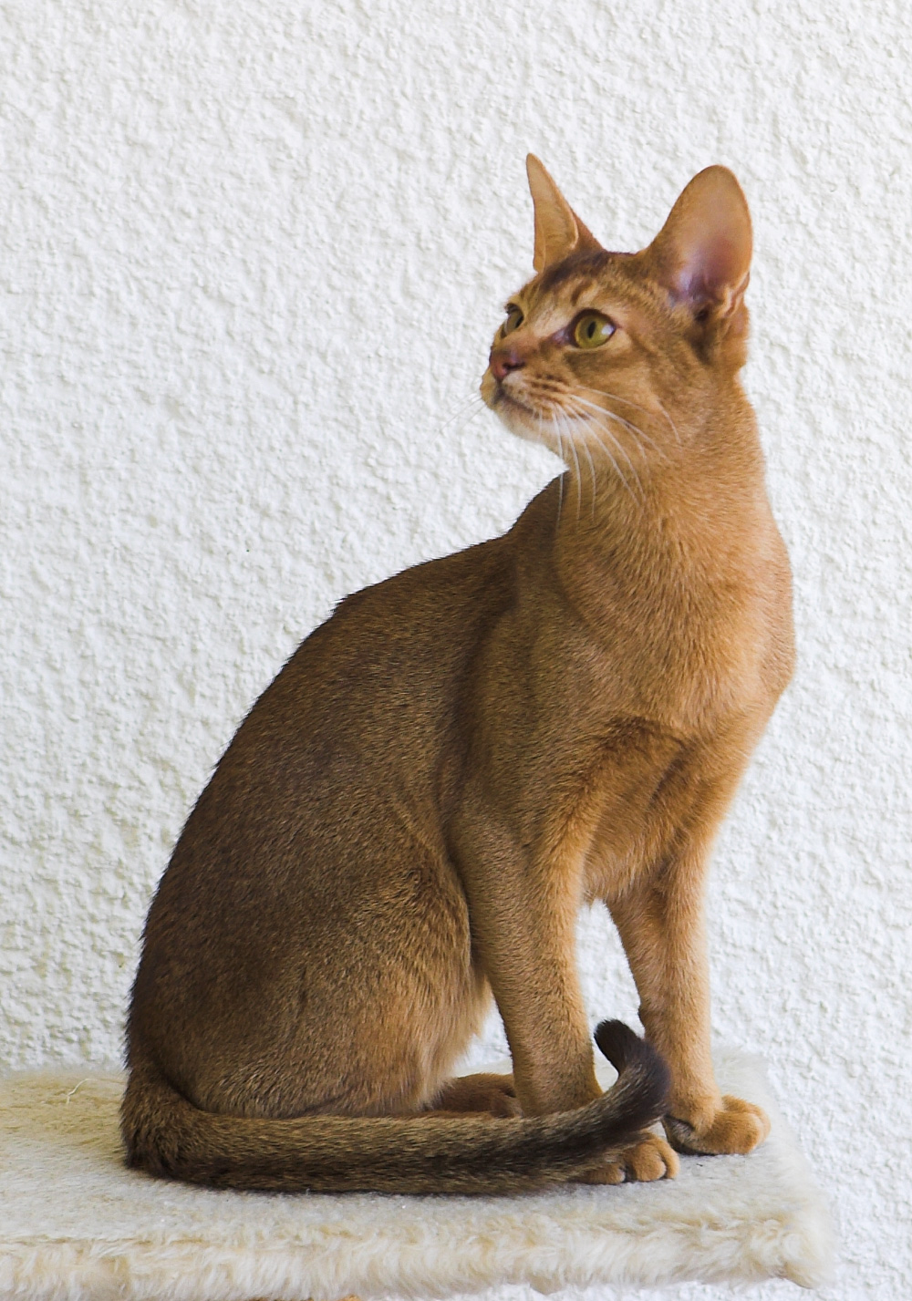 Абиссинская кошка