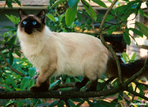 Балинезийская кошка (Балинез)
