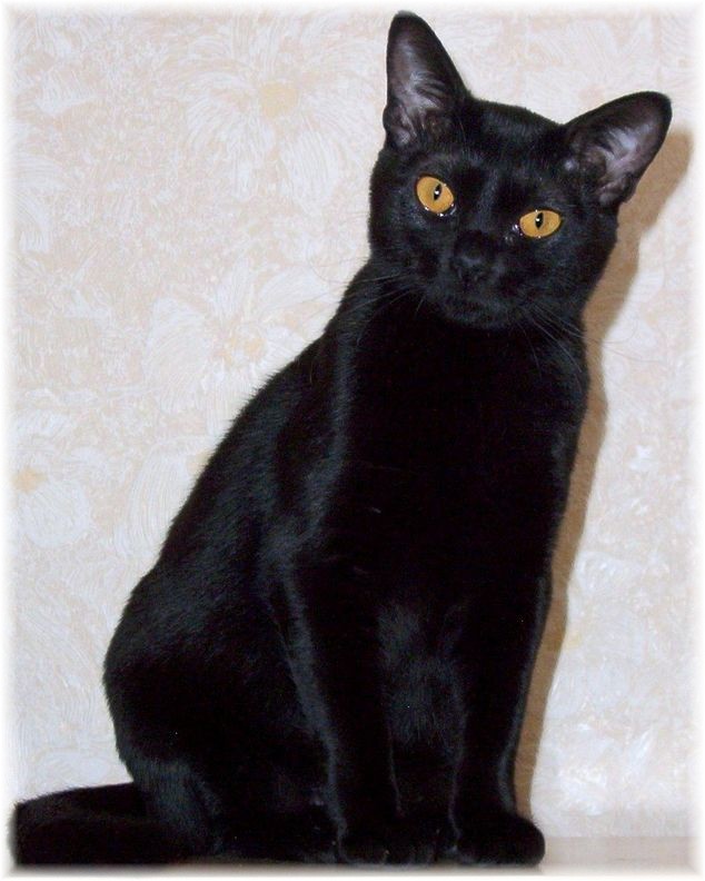 Бомбейская кошка
