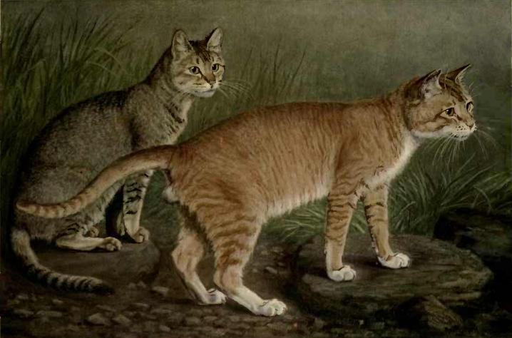 Цейлонская кошка