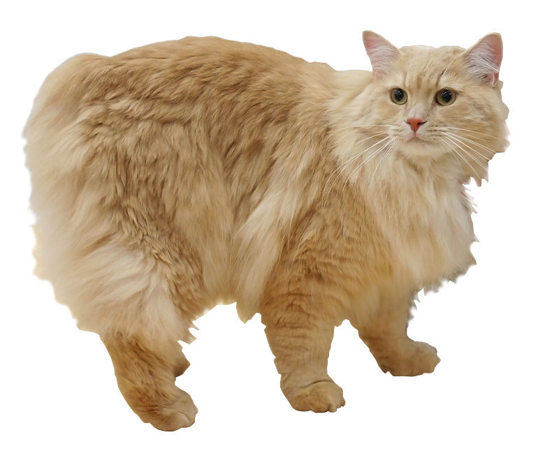 Кимрик (Длинношёрстный мэнкс)
