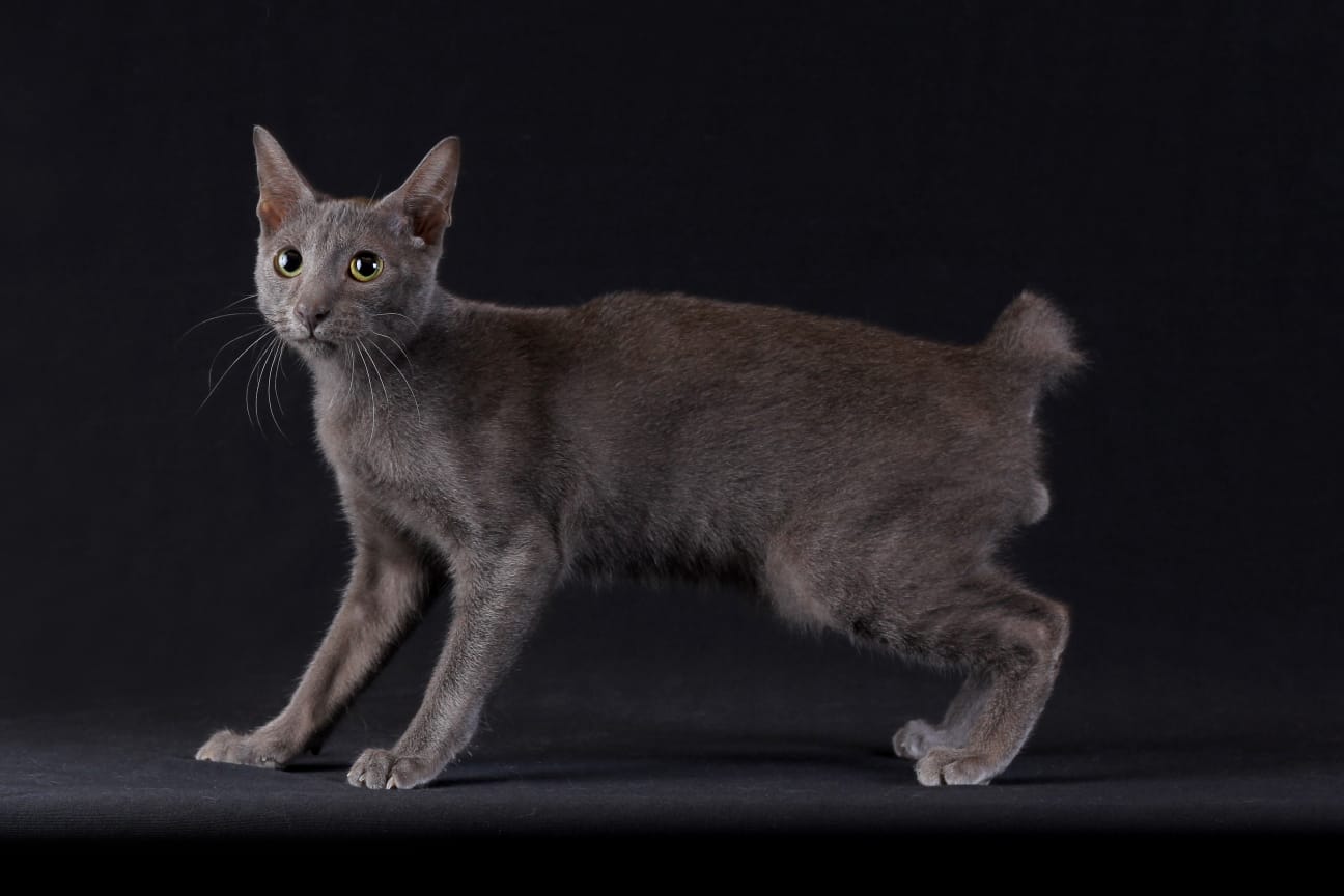 Кошка раас (Мадурская кошка)